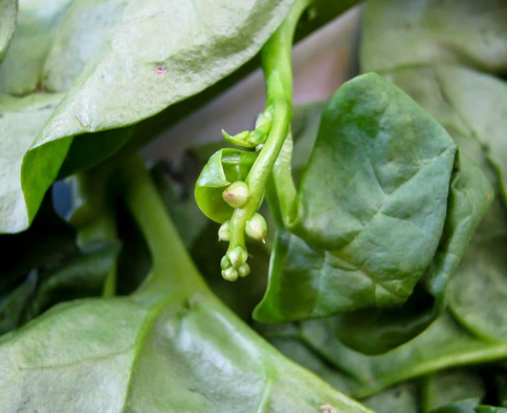 Bhaji - Alica's Pepperpot 